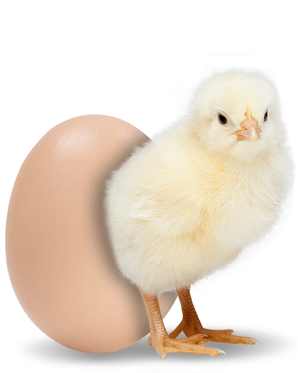 Imagem de Ovos Férteis